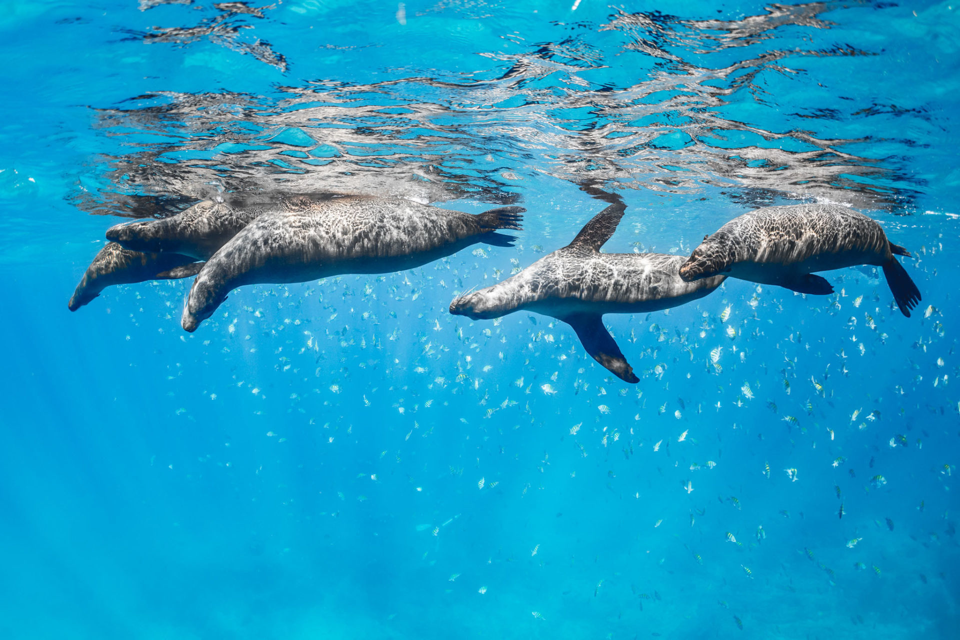 Blue Marine Foundation